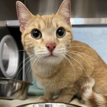 Domestic Short Hair Cats Available for Adoption in Pittsburgh, Pennsylvania - Roseanna And Chicken | PetCurious