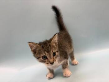 Apollo -  Domestic Short Hair Cat for Adoption in Woodbury, Minnesota - Apollo | PetCurious