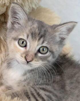 Piper -  Domestic Short Hair and Tabby Cat for Adoption in Kennesaw, Georgia - Piper | PetCurious