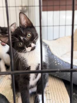 Arrow -  Tuxedo Cat for Adoption in Horseshoe Bend, Arkansas - Arrow | PetCurious