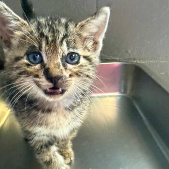 TUSC-Stray-85827_2 -  Domestic Short Hair Cat for Adoption in Tuscaloosa, Alabama - TUSC-Stray-85827_2 | PetCurious