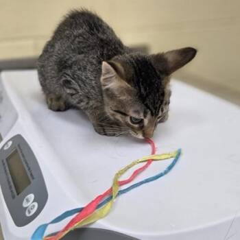 Mighty Max -  Domestic Short Hair Cat for Adoption in Westland, Michigan - Mighty Max | PetCurious