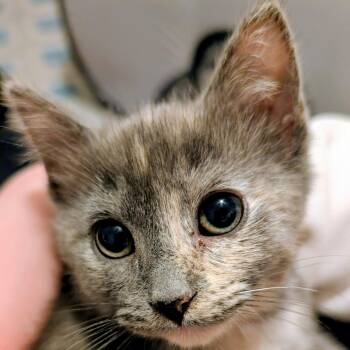 Rescue Dilute Tortoiseshell and Tortoiseshell Cats for Adoption in UNIVERSITY PA, Maryland - Cedar & Willow | PetCurious