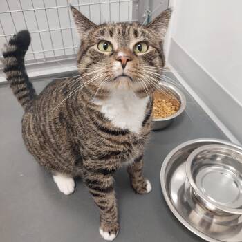 Rescue Domestic Short Hair Cats for Adoption in Williamsport, Pennsylvania - Bella Mae Johnson | PetCurious