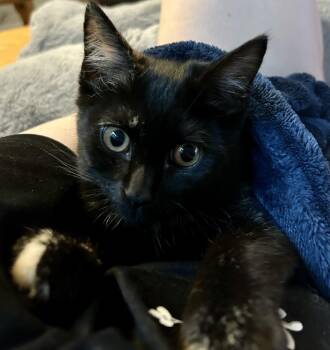 Cuddles -  Domestic Medium Hair Cat for Adoption in Warwick, Rhode Island - Cuddles | PetCurious