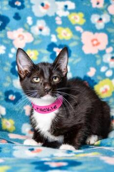 Crackle -  Domestic Short Hair Cat for Adoption in Yakima, Washington - Crackle | PetCurious