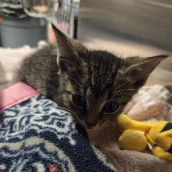 Calvin -  Domestic Short Hair Cat for Adoption in Oak Brook, Illinois - Calvin | PetCurious
