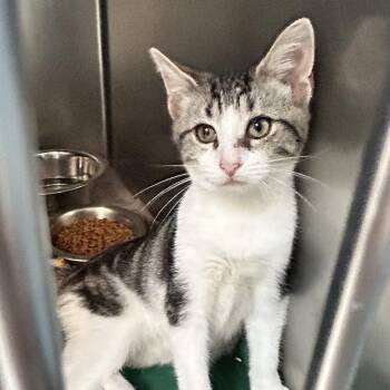 Joan Jett -  Domestic Short Hair Cat for Adoption in Newport, North Carolina - Joan Jett | PetCurious