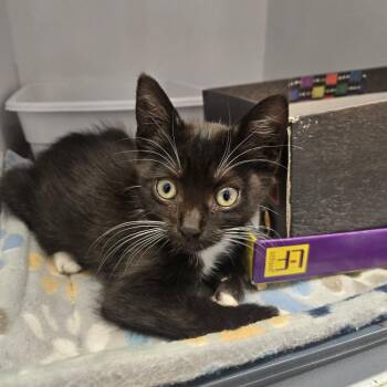 Romaney -  Domestic Short Hair Cat for Adoption in Desert Hot Springs, California - Romaney | PetCurious