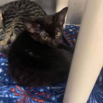 Blackberry -  Domestic Short Hair Cat for Adoption in West Palm Beach, Florida - Blackberry | PetCurious
