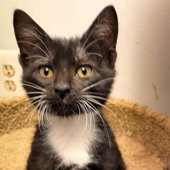 Yahtzee -  Domestic Short Hair Cat for Adoption in South Elgin, Illinois - Yahtzee | PetCurious
