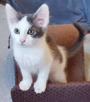 Domestic Medium Hair and Domestic Short Hair Cats Available for Adoption - Maureen | PetCurious