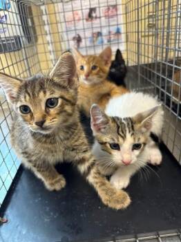 MOCHI -  Domestic Short Hair Cat for Adoption in Fort Myers, Florida - MOCHI | PetCurious