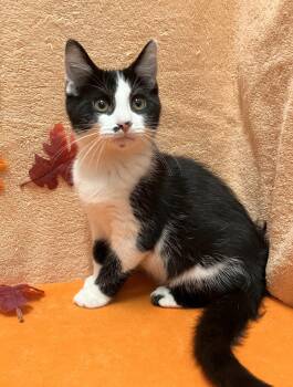 Rocky -  Domestic Short Hair Cat for Adoption in Dublin, Ohio - Rocky | PetCurious