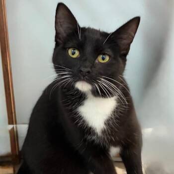 Domestic Short Hair Cats Available for Adoption - Duchess | PetCurious