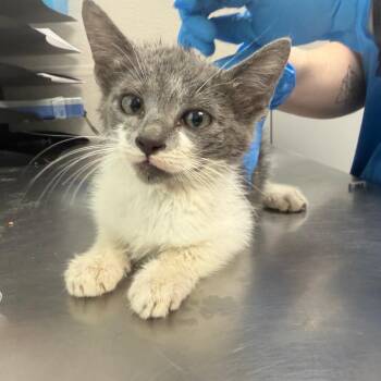 Waffles Von Syrup -  Domestic Short Hair Cat for Adoption in Columbiana, Alabama - Waffles Von Syrup | PetCurious