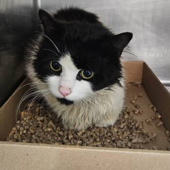 Rescue Domestic Short Hair Cats for Adoption in Newark, New Jersey - AHNJ-Stray-43274 | PetCurious