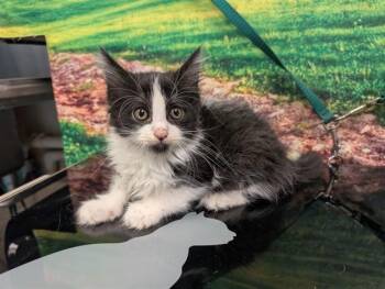 AMANDA -  Domestic Short Hair Cat for Adoption in Moreno Valley, California - AMANDA | PetCurious