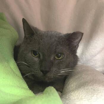 Domestic Short Hair Cats Available for Adoption - Little Kevin | PetCurious