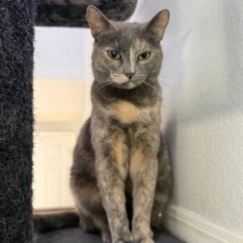 Mazzy -  Domestic Short Hair Cat for Adoption in Brea, California - Mazzy | PetCurious