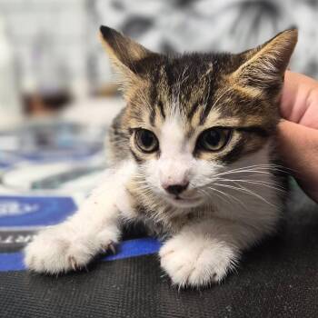 Domestic Short Hair Cats Available for Adoption in Wahiawa, Hawaii - Tandoori | PetCurious