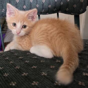 Rodney Copperbottom -  Domestic Short Hair Cat for Adoption in Des Moines, Iowa - Rodney Copperbottom | PetCurious