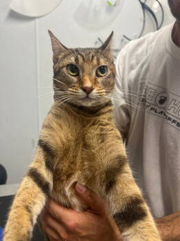 Rescue Domestic Short Hair Cats for Adoption in Margate, Florida - LUANNA | PetCurious