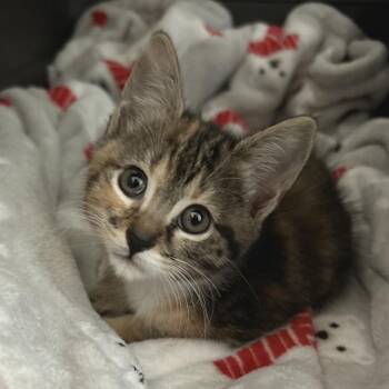 American Bobtail and Domestic Short Hair Cats Available for Adoption in Brownsboro, Alabama - Kia | PetCurious
