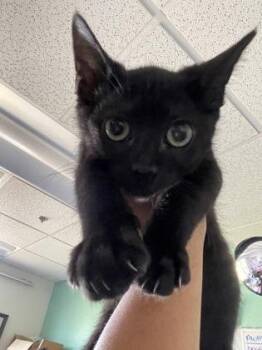Ripple -  Domestic Short Hair Cat for Adoption in Sacramento, California - Ripple | PetCurious