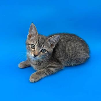 Cinderella -  Domestic Short Hair Cat for Adoption in Plainfield, Illinois - Cinderella | PetCurious