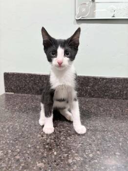 Mulan 3 -  Domestic Short Hair Cat for Adoption in Tucson, Arizona - Mulan 3 | PetCurious