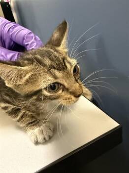 KEON -  Domestic Short Hair Cat for Adoption in Doral, Florida - KEON | PetCurious