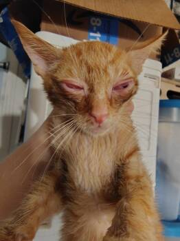Pumpkin -  Domestic Short Hair Cat for Adoption in New Braunfels, Texas - Pumpkin | PetCurious