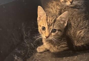 Domestic Short Hair Cats Available for Adoption in San Antonio, Texas - A807074 | PetCurious