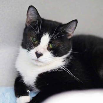 Gizmo -  Domestic Short Hair Cat for Adoption in Atlanta, Georgia - Gizmo | PetCurious