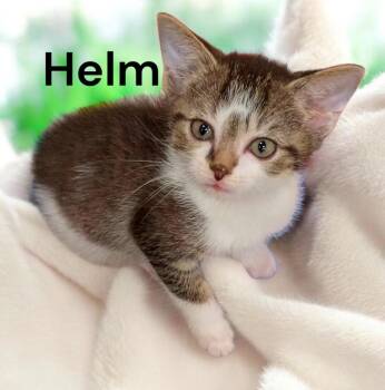 Helm -  Tabby Cat Available for Adoption in Weems, Virginia - Helm | PetCurious