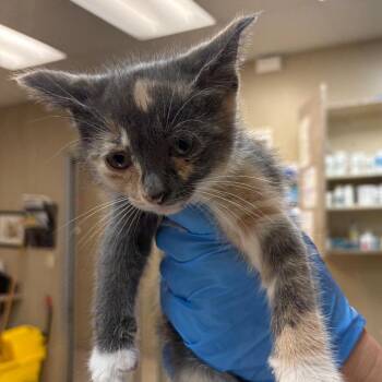 Domestic Short Hair Cats Available for Adoption in Birmingham, Alabama - Nobara | PetCurious