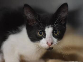 Michael -  Domestic Short Hair Cat for Adoption in Portland, Oregon - Michael | PetCurious