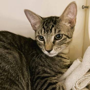 Balenciaga -  Domestic Short Hair Cat for Adoption in Cooperstown, New York - Balenciaga | PetCurious
