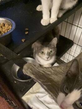 Luca -  Domestic Short Hair Cat for Adoption in Chatham, Virginia - Luca | PetCurious