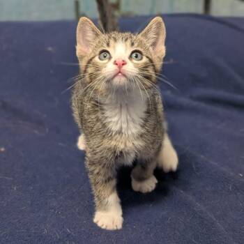 Domestic Short Hair Cats Available for Adoption in Long Beach, California - Money Money | PetCurious