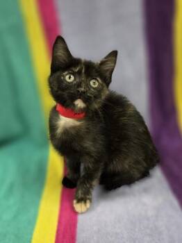 Madame Macaroon -  Domestic Short Hair Cat for Adoption in Westland, Michigan - Madame Macaroon | PetCurious