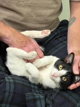 Humphrey -  Domestic Short Hair Cat Available for Adoption in Wilmington, North Carolina - Humphrey | PetCurious