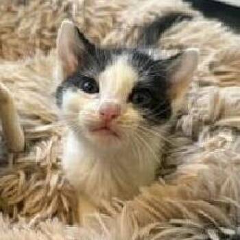 Mustang -  Domestic Short Hair Cat for Adoption in West Palm Beach, Florida - Mustang | PetCurious