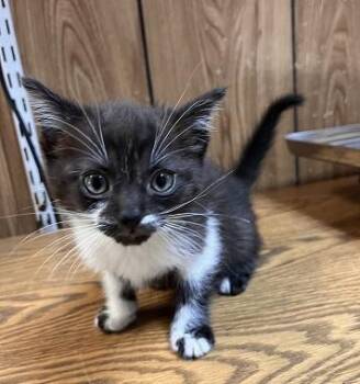 Kitten 27855 (Oreo) -  Domestic Short Hair Cat for Adoption in Parlier, California - Kitten 27855 (Oreo) | PetCurious