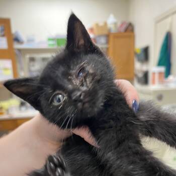 Rescue Domestic Short Hair Cats for Adoption in Pekin, Illinois - Frisbee | PetCurious