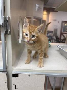 92943a Eli -  Domestic Short Hair Cat for Adoption in North Charleston, South Carolina - 92943a Eli | PetCurious