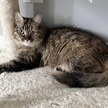 Cleo -  Domestic Long Hair Cat for Adoption in Naperville, Illinois - Cleo | PetCurious