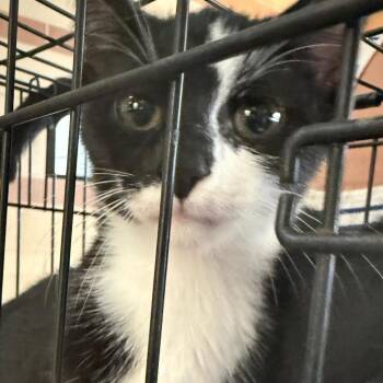 Charlie -  Domestic Short Hair Cat for Adoption in Winston-salem, North Carolina - Charlie | PetCurious