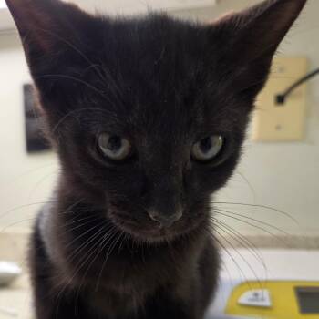 Steven -  Domestic Short Hair Cat for Adoption in Auburn, Alabama - Steven | PetCurious
